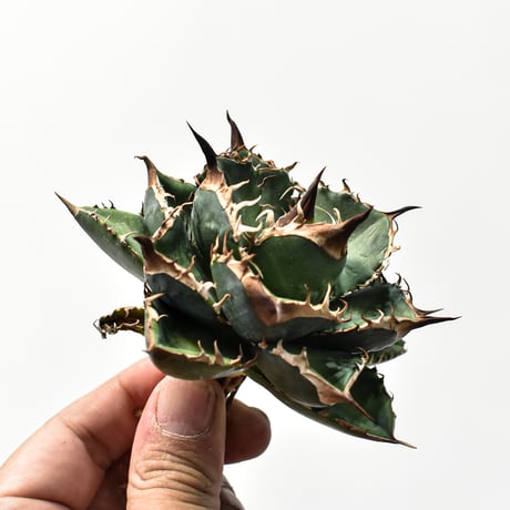 アガベ チタノタ "精品緑犀牛"   【台湾 dragon agave産/中株/抜き苗販売】B33