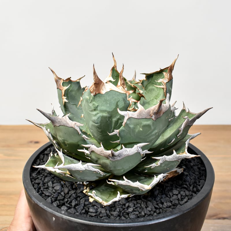 アガベ チタノタ 