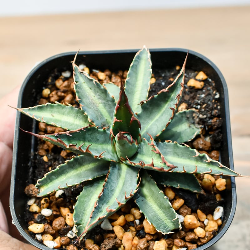 アガベ ハイブリット 