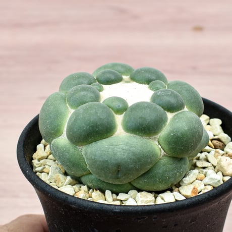 コリファンタ 刺無象牙丸 【カキ仔】RFHK-302