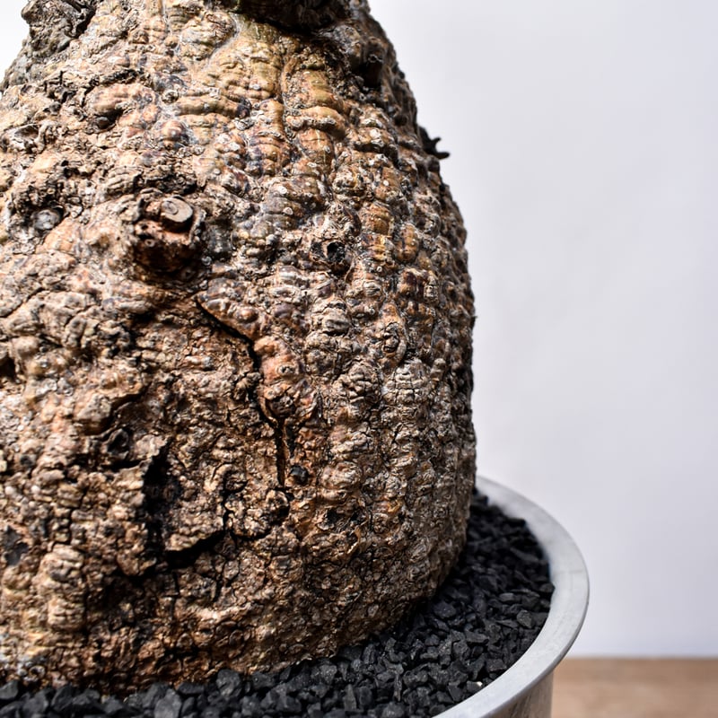 オペルクリカリア パキプス 安心株 オペルクリカリアパキプス