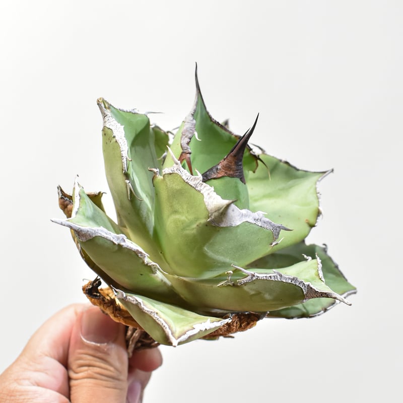 写真現物・鉢ごと】アガベ チタノタ 黒豹 アガベ・チタノタ 黒豹（小株