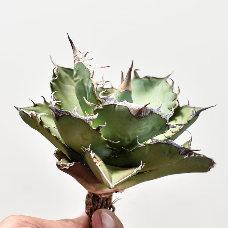 アガベ　チタノタ　金鷹 アガベ チタノタ 