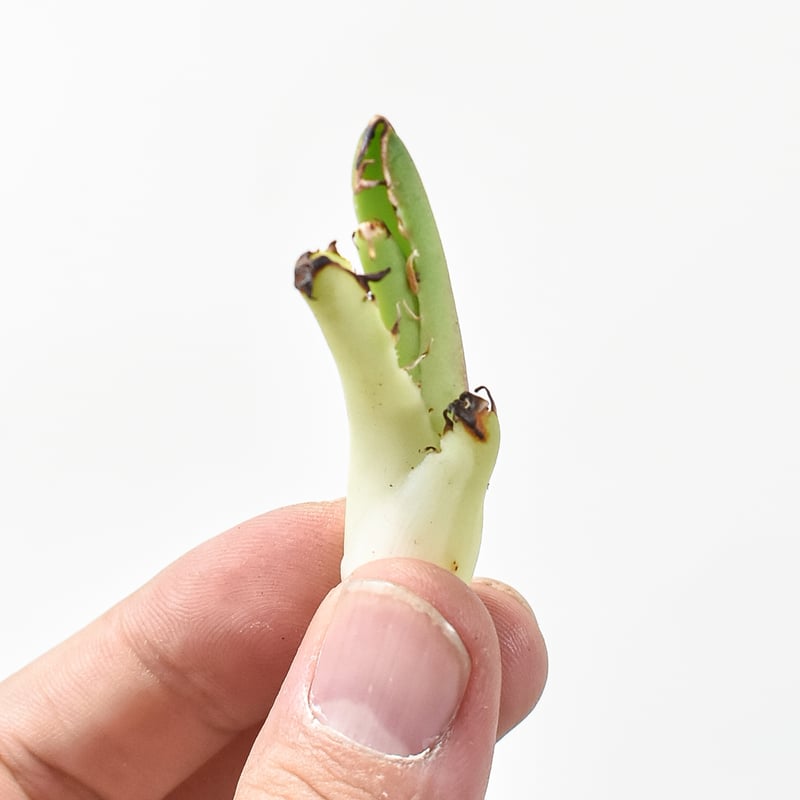 精品ピカチュウA株直子】アガベ チタノタ 