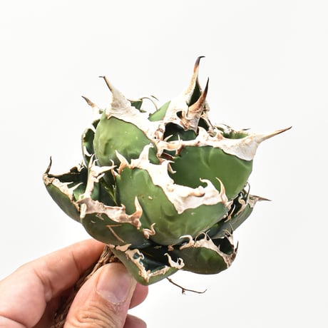 【5CLAW】アガベ チタノタ 精品南アフリカダイヤモンド  "精品SAD" 【台湾 dragon agave産/中株/抜き苗】RFDG25010979