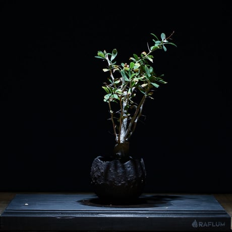 フォークイエリア コルムナリス "観峰玉" （発根済み）RF21008