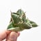 アガベ チタノタ \"X犀牛\" 【台湾 dragon agave産/TC子株/抜き苗】DG25010656