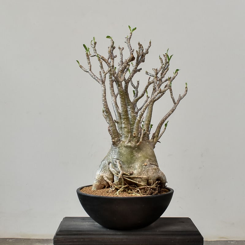 アデニウム アラビカム（発根済み）RF231014 | RAFLUM / ラフラム