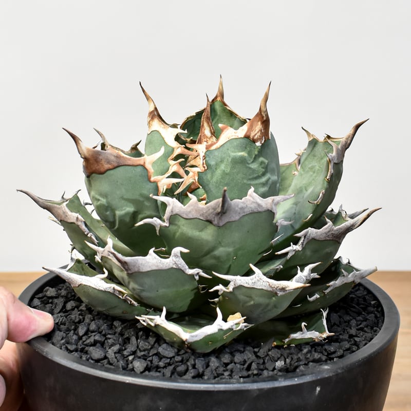 アガベ X犀牛 中株 アガベ X犀牛 中株 アガベ X犀牛 中株 アガベ X犀牛 中株 【公式通販】