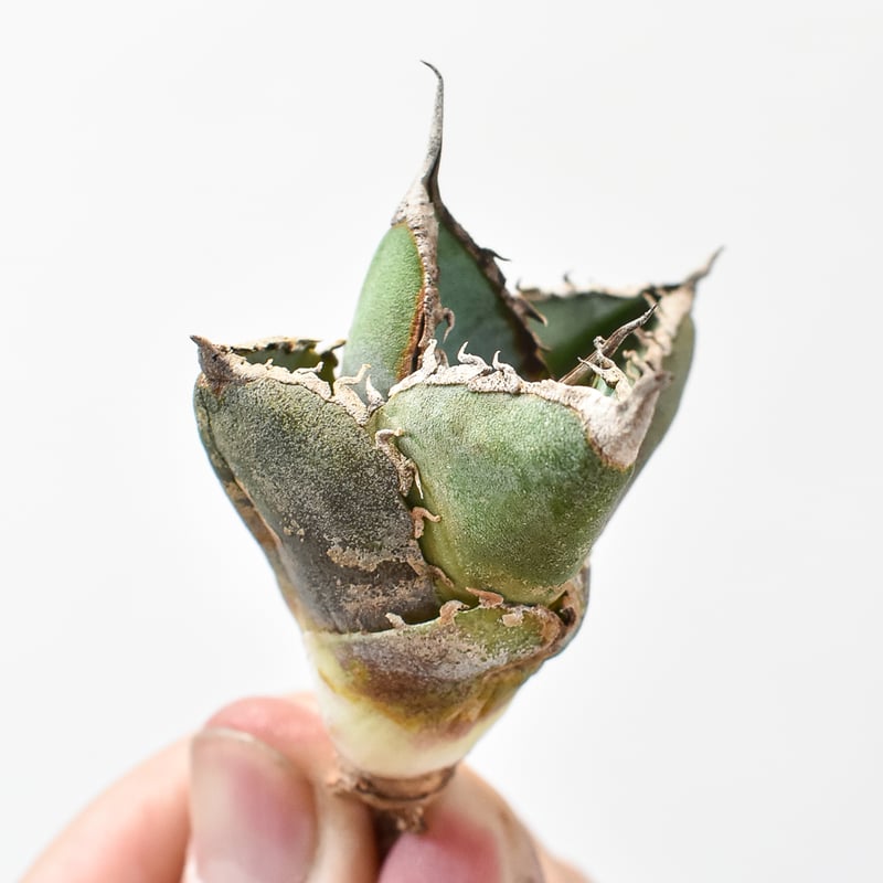 W13 超特選 アガベ チタノタ 『緋紅牡丹』 最も特殊な品種 極上子株1株 W13 超特選 アガベ チタノタ 『緋紅牡丹』 最も特殊な品種 極上