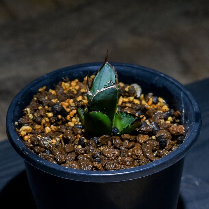 特選台湾アガベ チタノタ BLACKFIRE 黒火焰 黒炎  極上大株！！！ アガベ チタノタ ブラックファイヤー 黒炎 | GREEN LUCK