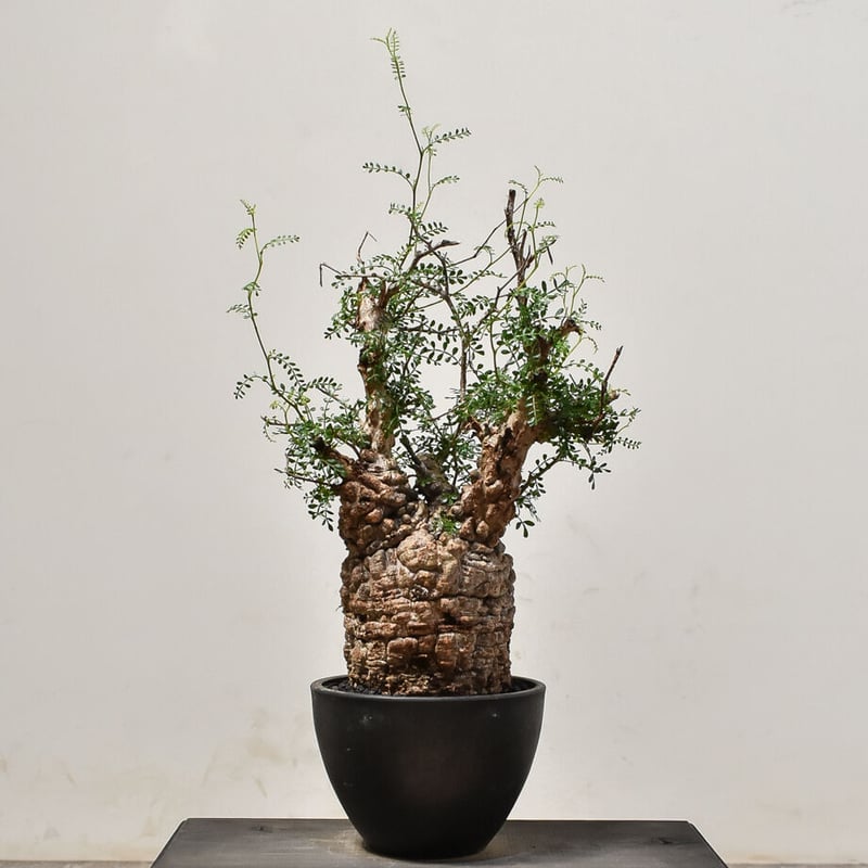 MP226 オペルクリカリア パキプス チャレンジ株 コーデックス ベアルート株