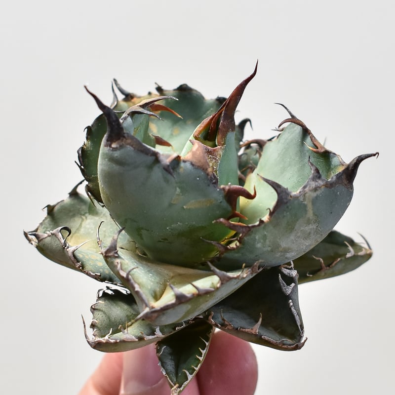 アガベ チタノタ ブラックアンドブルー / BB 藍球 【台湾産/抜き苗販売