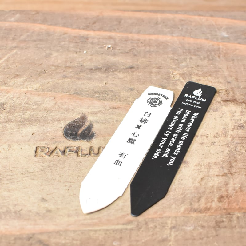 ハイブリッド　アガベ　瀧之白絲x楊貴妃縞斑　種子　ドラゴンアガベ ハイブリッド アガベ 瀧之白絲x楊貴妃縞斑 種子 ドラゴンアガベ 曙姫厳