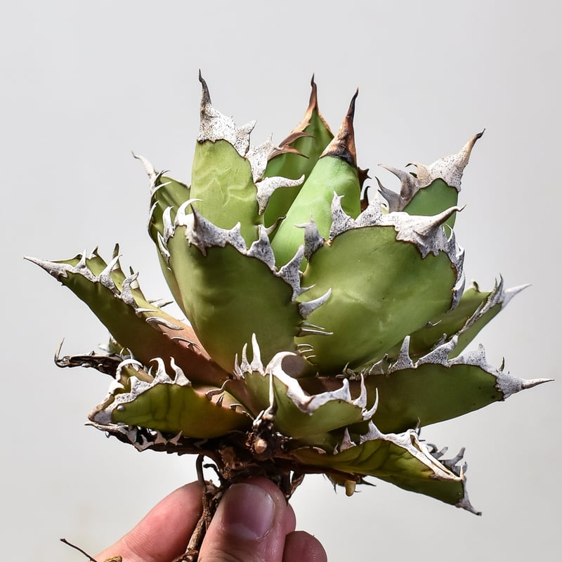 アガベ チタノタ レッドキャットウィーズル / 赤猫 , 紅猫 