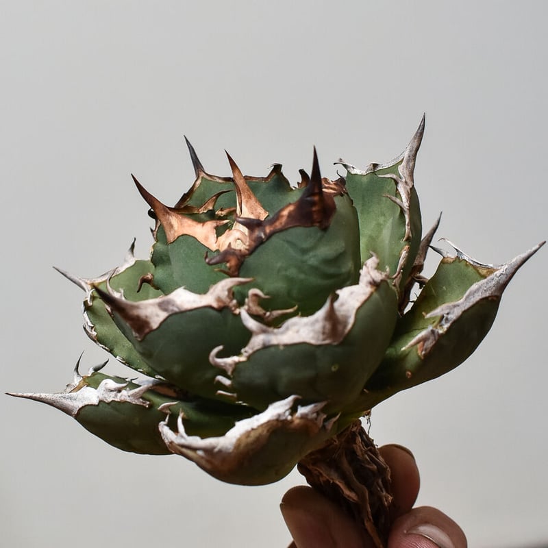 アガベ チタノタ FO-76 