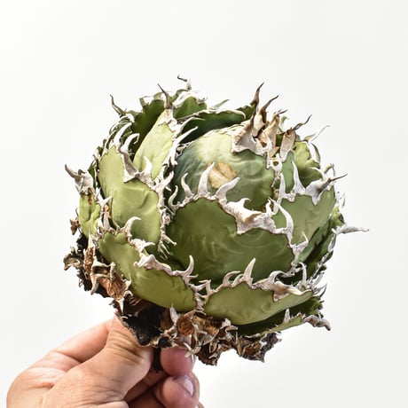 アガベ チタノタ  フィリグリー"精品 圓葉拇指"【台湾 dragon agave産/抜き苗/中株】RFDG25010928