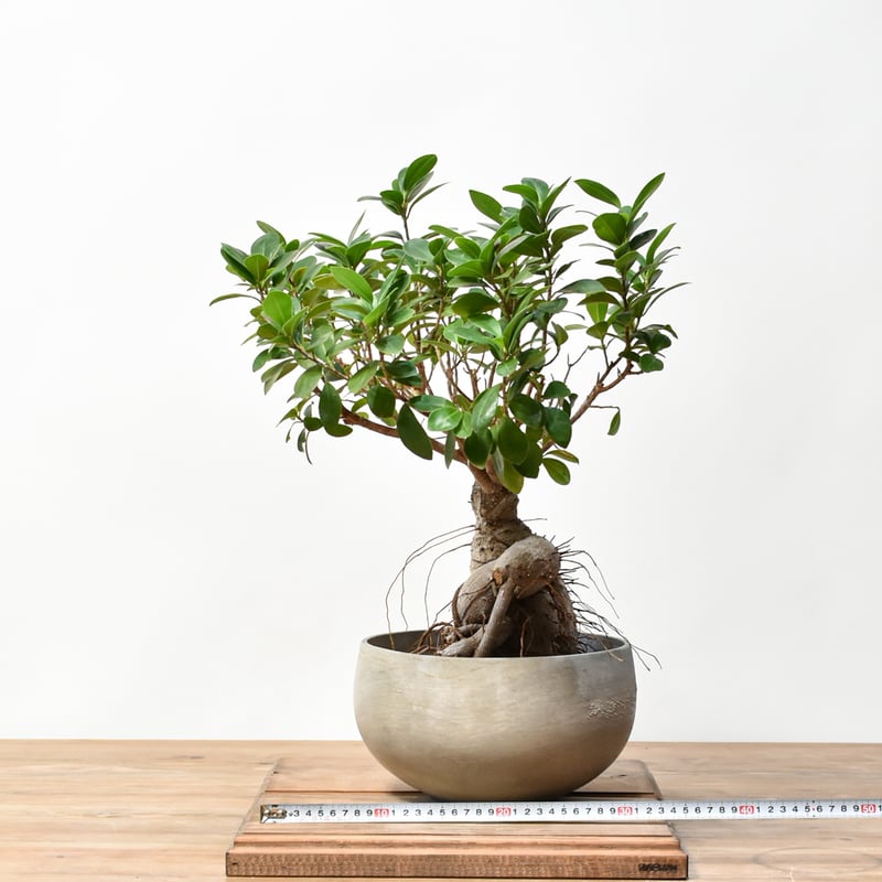 RAFLUMコレクション】フィカス ミクロカルパ 