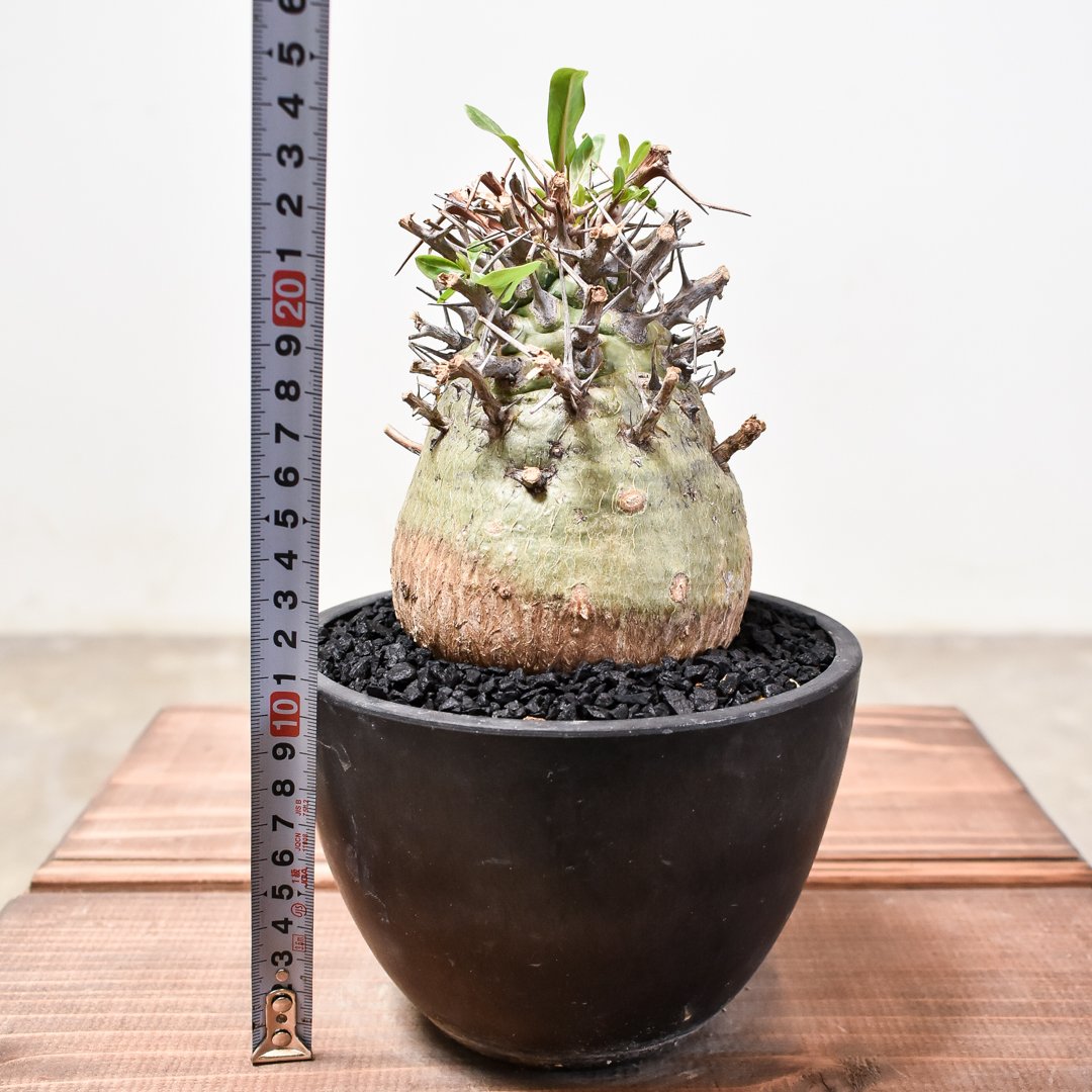 フォークイエリア コルムナリス 