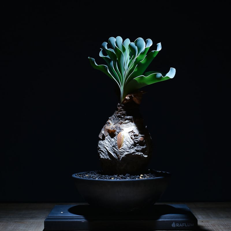 Y*K様 ブーファン ハエマンソイデス ブーファン ハエマンソイデス（発根済み）RF22147 | RAFLUM