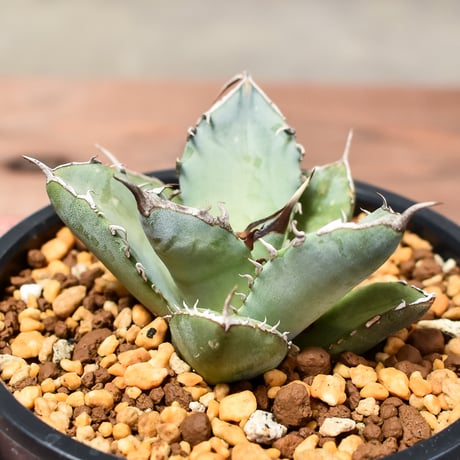 アガベ チタノタ  フェニックス "鳳凰"【発根済み/子株】C RF240004