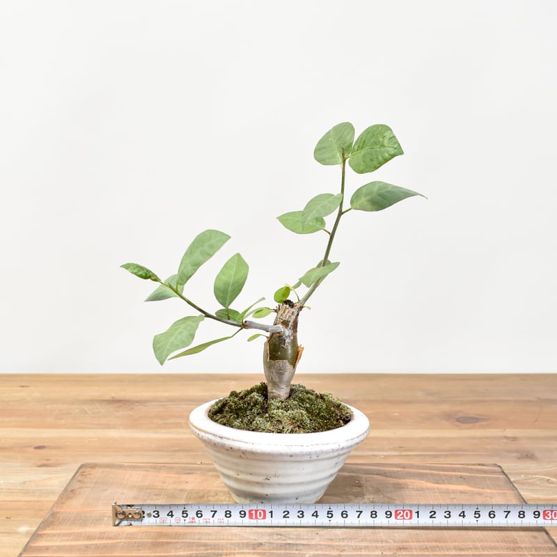 WACK” ON YOUR SIDE】ブルセラ シンプリキフォリア WACK-A111