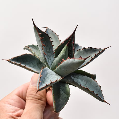 アガベ ハイブリット （パラサナ、イシスメンシス）× 曙光【台湾botanical_seeker産】B RF25011562