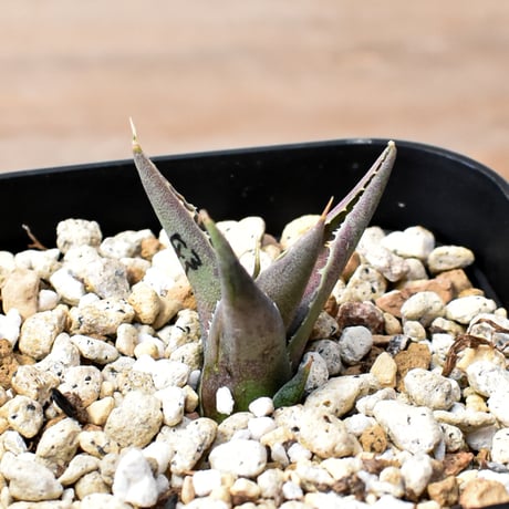 アガベ ハイブリット "邪霊" (特白肌怒雷神×血妖) 【台湾botanical_seeker産】RF25012014