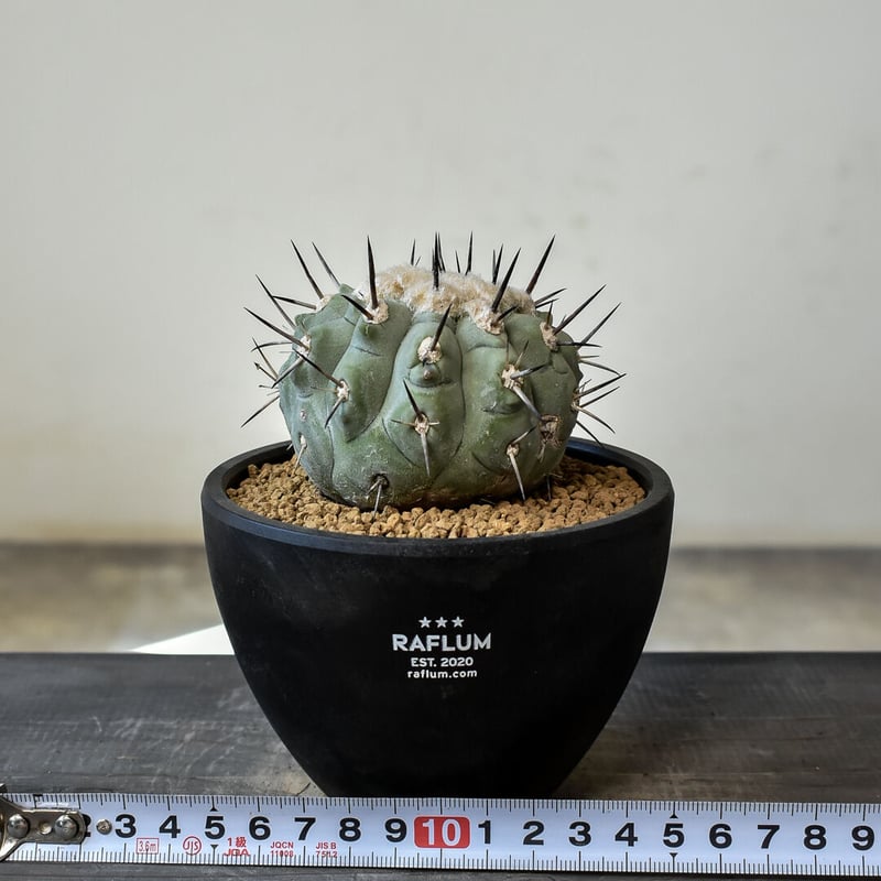 ▲Copiapoa cinerea コピアポア・シネレア 黒王丸 実生13500