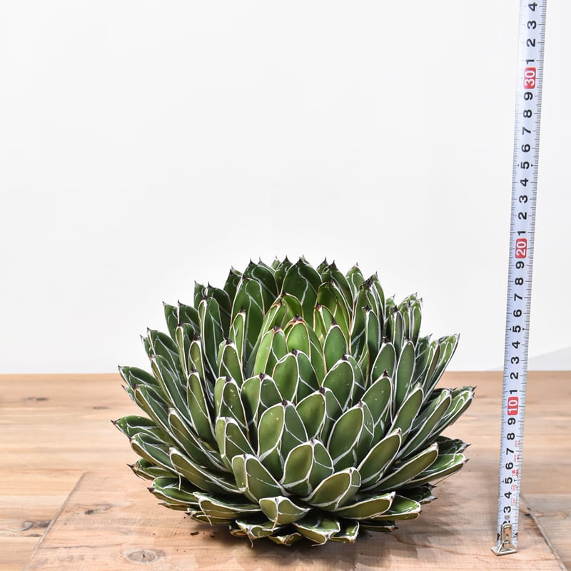 アガベ　ビクトリアレジーナ　送料無料 楽天市場】agave Victoria reginae / アガベ ヴィクトリア