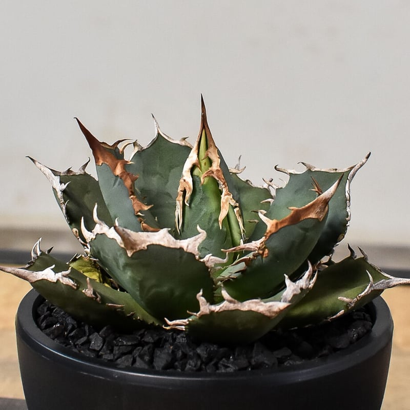 シエラ ミクスティカ アガベ チタノタ 