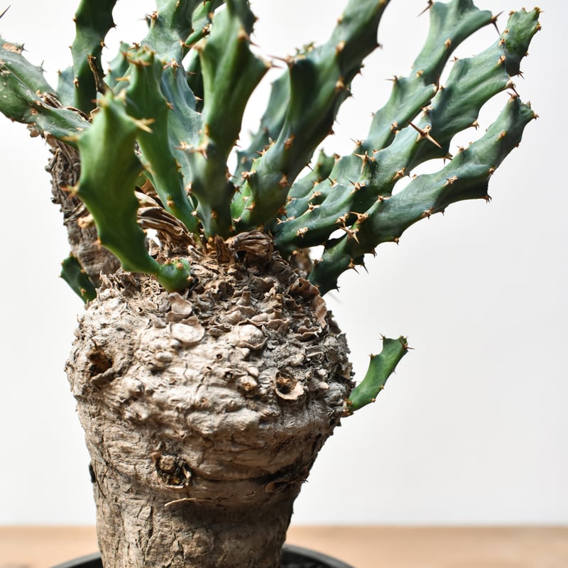 ユーフォルビア クラビゲラ 