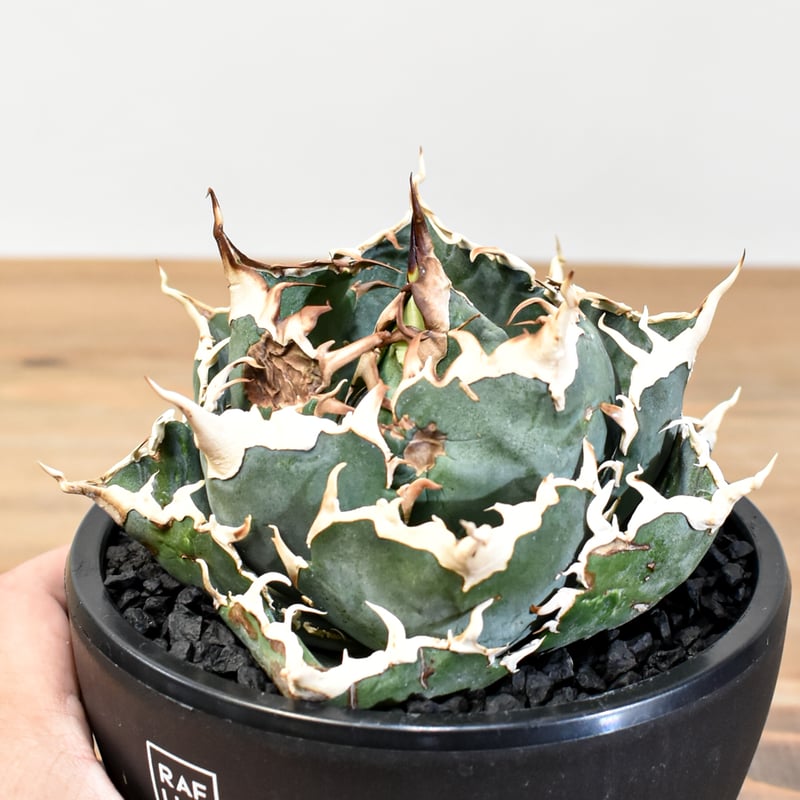 5CLAW】アガベ チタノタ “精品白鯨” 【台湾 dragon agave産/発根済み/中