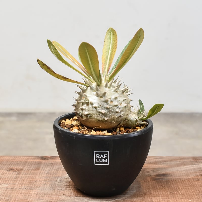 パキポディウム・デンシカウレ 