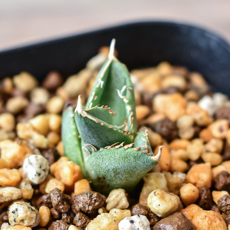 アガベ チタノタ ホオジロザメ 