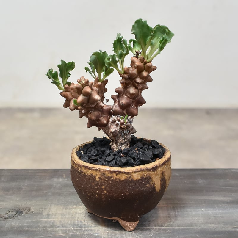 大株 特選 現地株 オトンナ ヘレー 大株 特選 現地株 オトンナ ヘレー Othonna herrei【オトンナ