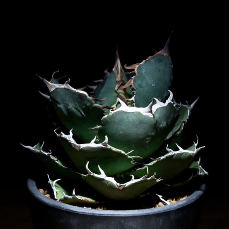 CATEGORY チタノタ 柊月 (Juggernaut × FO-076 hybrid) | CATEGORY チタノタ 柊月 (Juggernaut × FO-076 hybrid) |
