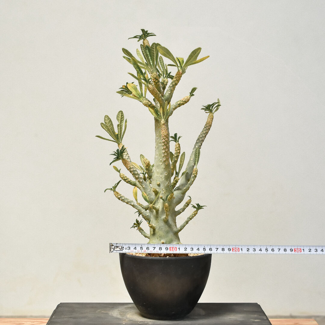 レア/極太/開花経験株/塊根植物】ドルステニア ギガス - ④ 早かれ 