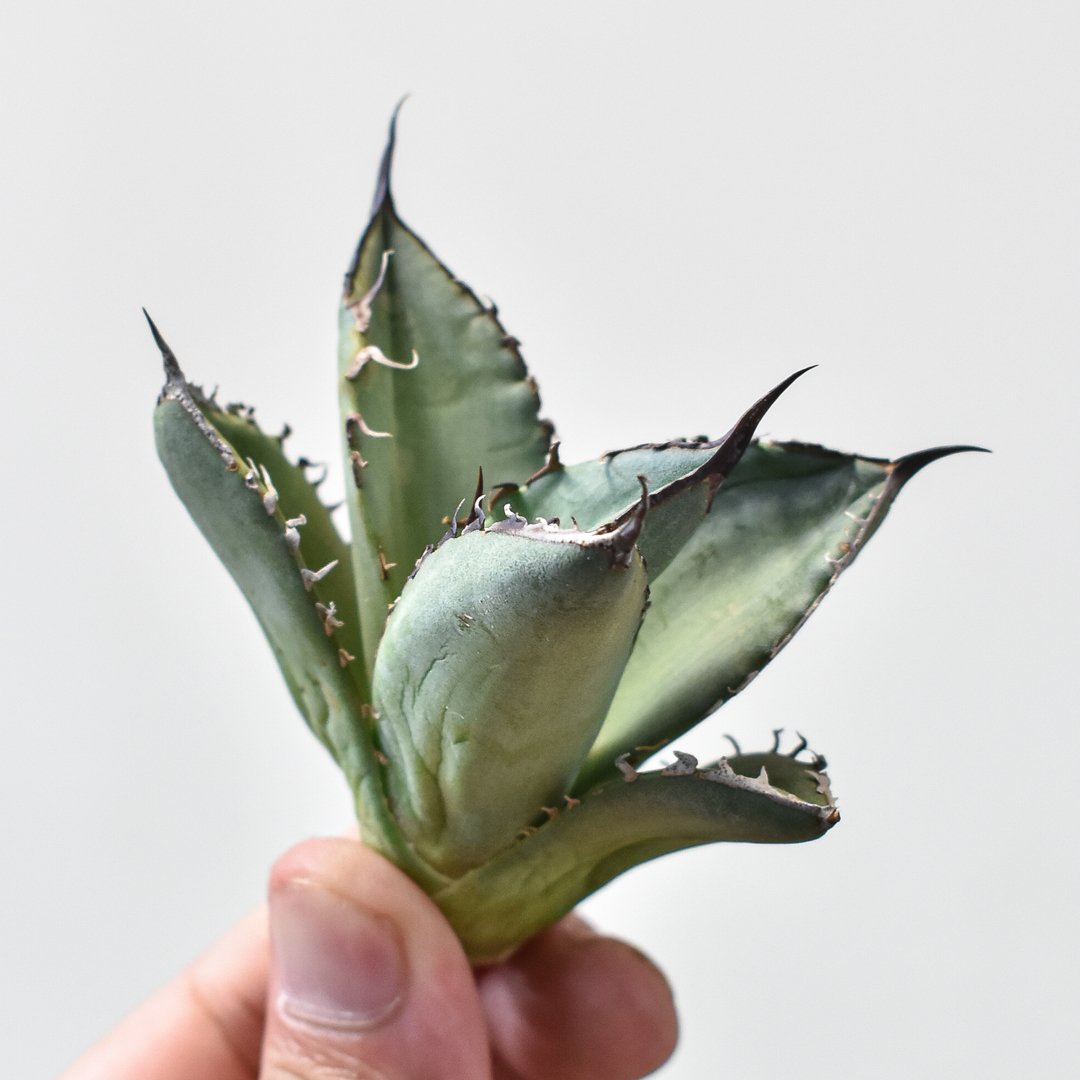 【gocciaplants産】アガベチタノタ黒桃　アガベチタノタスペード アガベ チタノタ スペード 