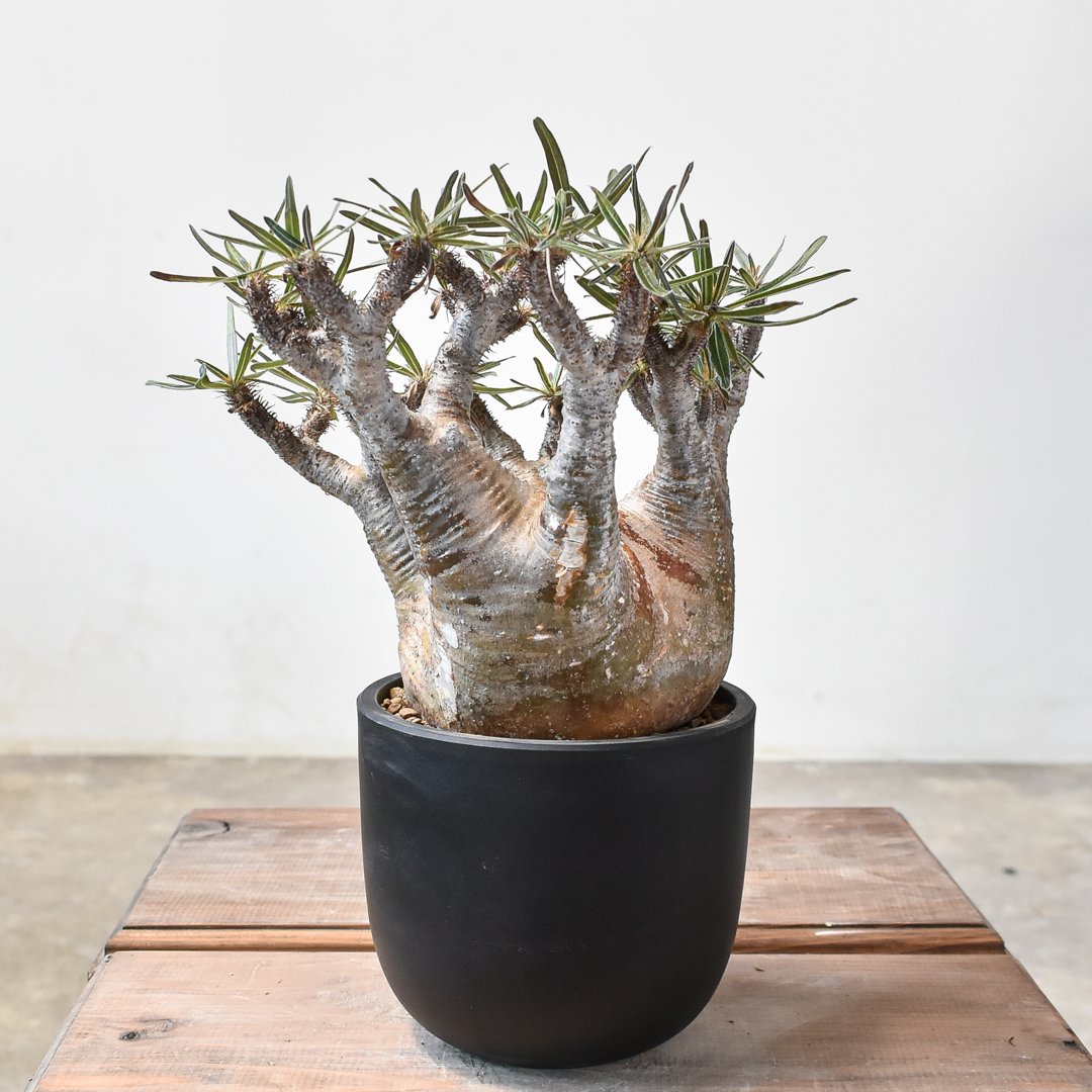 H*S様 塊根植物　パキポディウム　グラキリス B456【最新到着】Pachypodium グラキリス（SS）（現地球・抜き苗