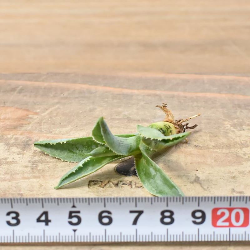 アガベ　ハイブリッド　處女座　活着株鉢ごと発送　タグ付き アガベ ハイブリッド 處女座 活着株鉢ごと発送 タグ付き メルカリ便