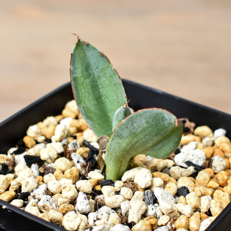 アガベ ハイブリット 