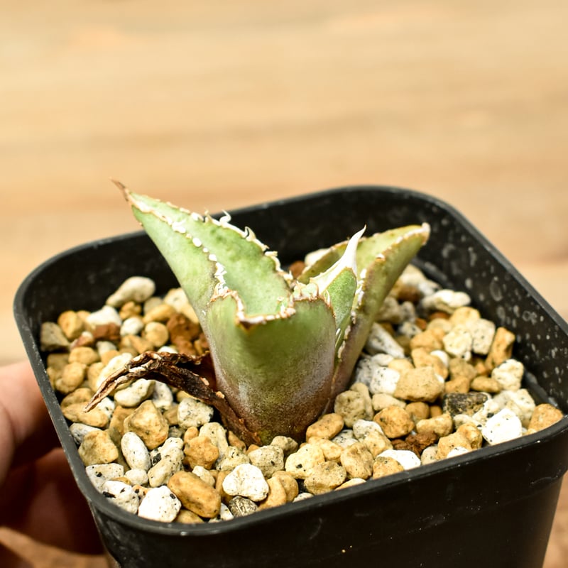 アガベ チタノタ 