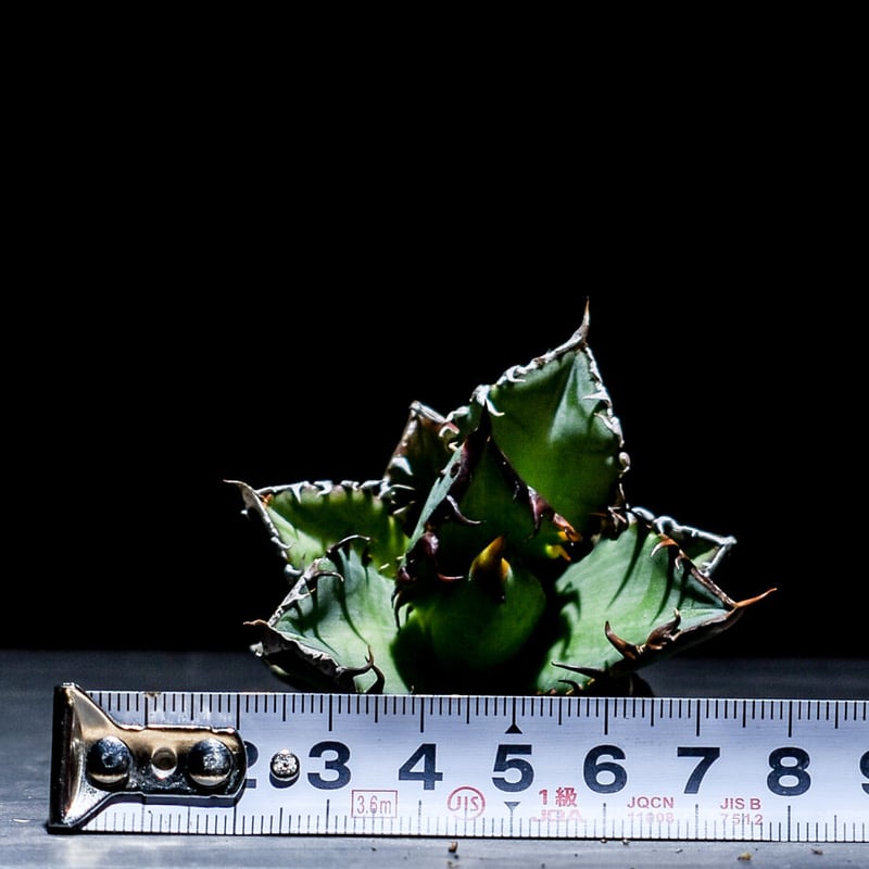 アガベ チタノタ 