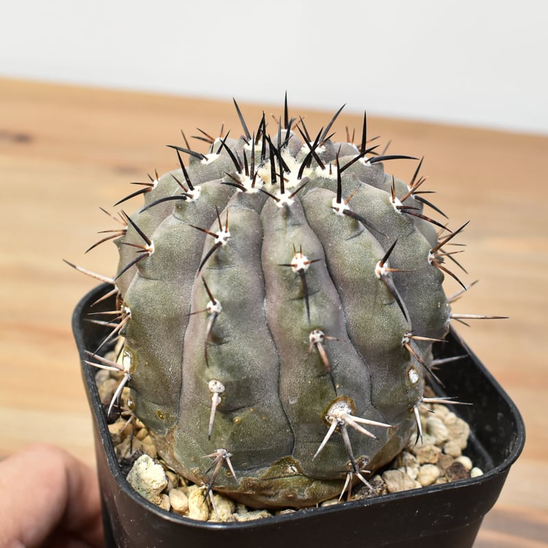 コピアポア シネレア 