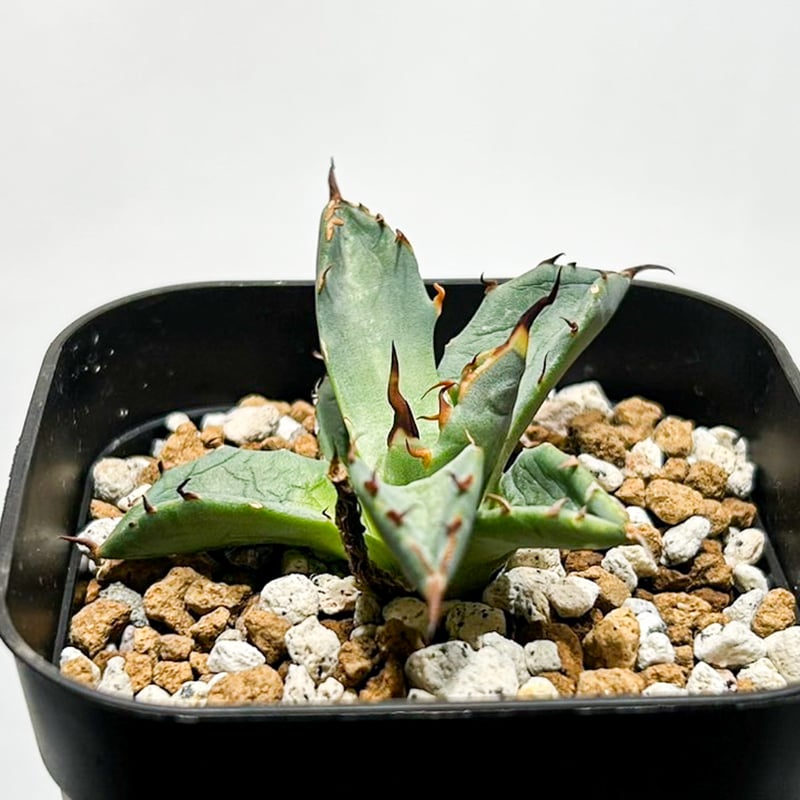 チ*ー様 【発根済・特大4.5号サイズ】陽炎ハイクオリティ株