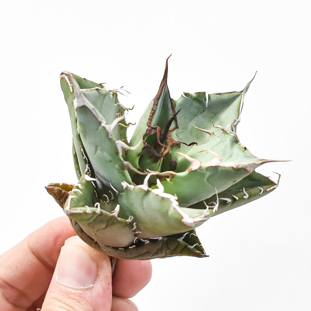 アガベ チタノタブラックドラゴンBlack Dragon /虎鯨鉢ごと発送