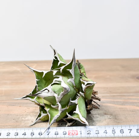 アガベ チタノタ "精品ハデス" / 精品黒帝斯、精品恐竜牙歯 【台湾 dragon agave産/中株/抜き苗】E