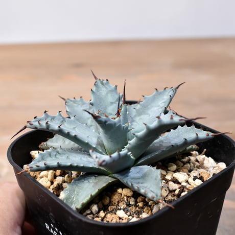 アガベ ハイブリット 日系イシスメンシス×象牙妖炎（陽炎エボリ）【台湾botanical_seeker産】RF25011399