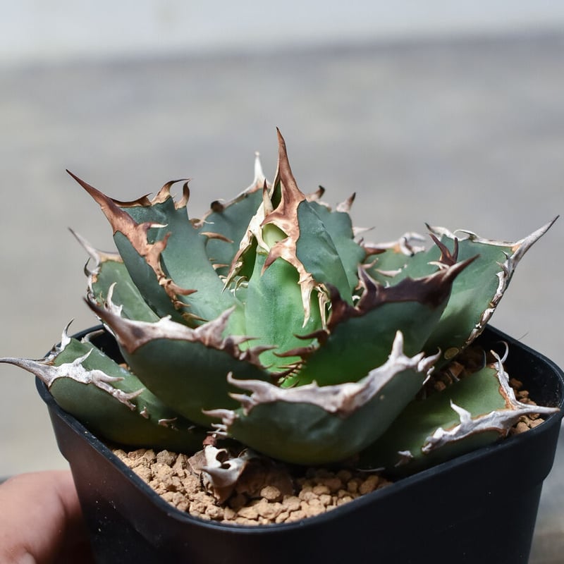 アガベ チタノタ 